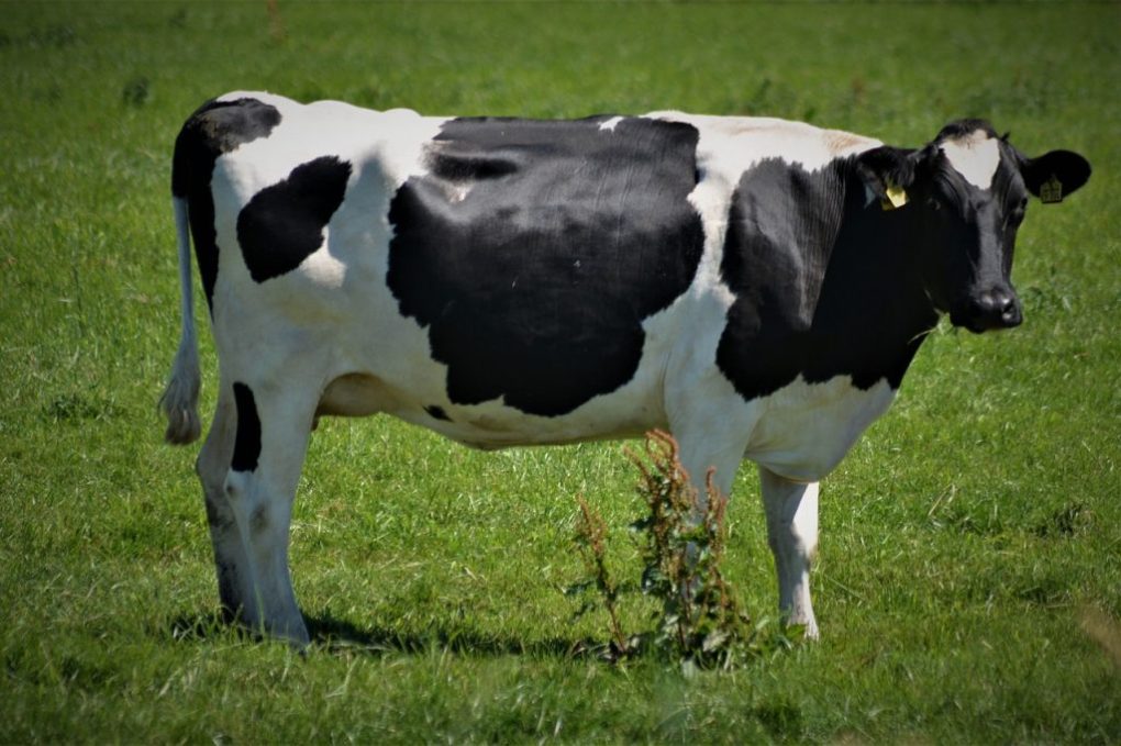 cow, black-and-white, animal-3510423.jpg
