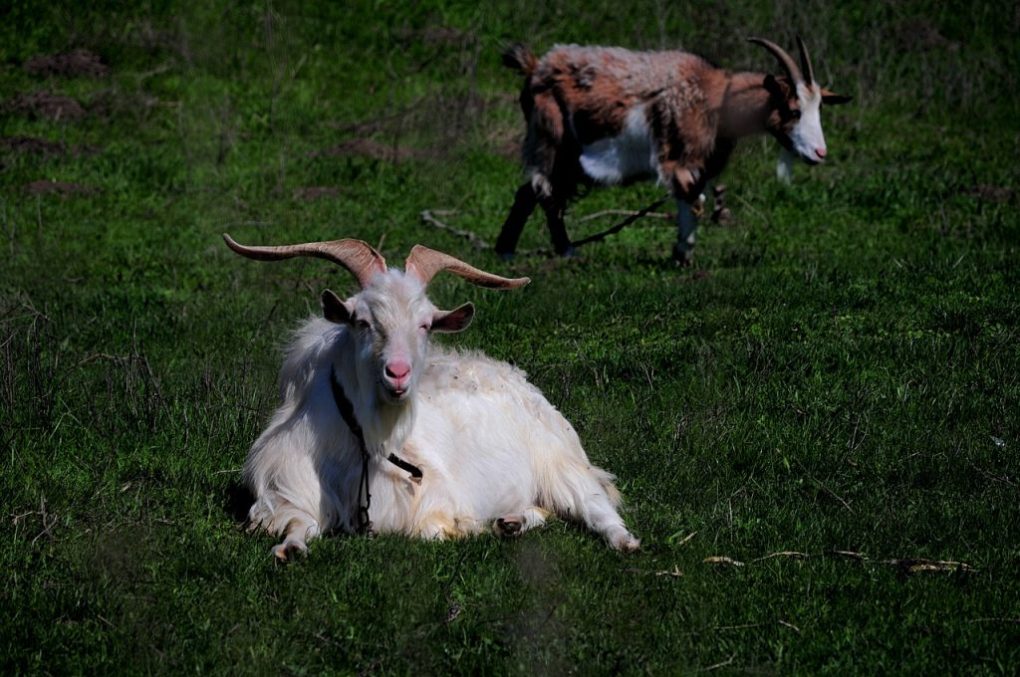 goats, animals, cattle-5046779.jpg